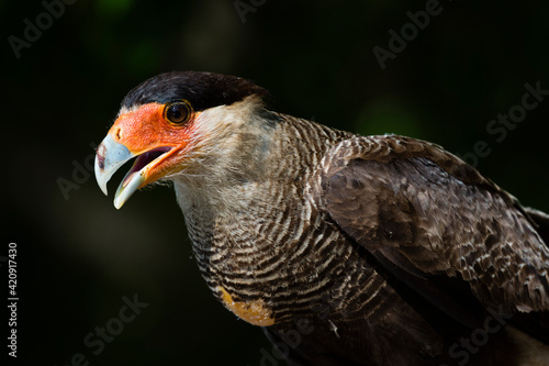 Portrait of Crested caracara (Polyborus plancus), Pantanal, Mato Grosso, Brazil photo