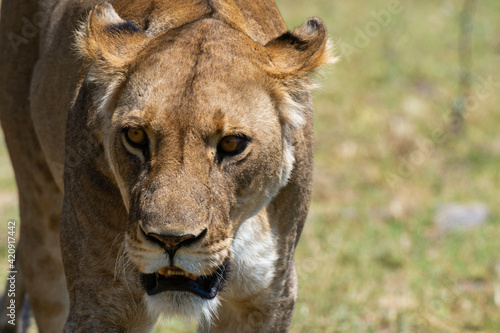 Wallpaper Mural Lioness (Panthera leo), Khwai Concession, Okavango Delta, Botswana Torontodigital.ca