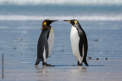 Young King penguin molting (Aptenodytes patagonica) and its mother on sandy beach, Falkland Islands photo