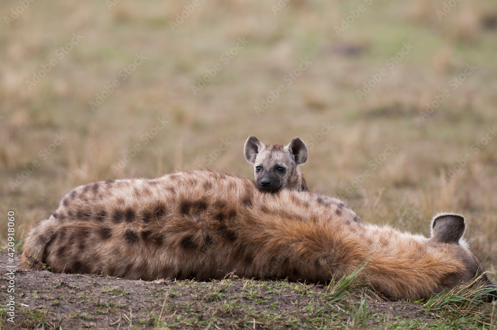 Spotted hyena (Crocuta crocuta) and cub, Masai Mara National Reserve, Kenya Spotted hyena (Crocuta crocuta) and cub, Masai Mara National Reserve, Kenya