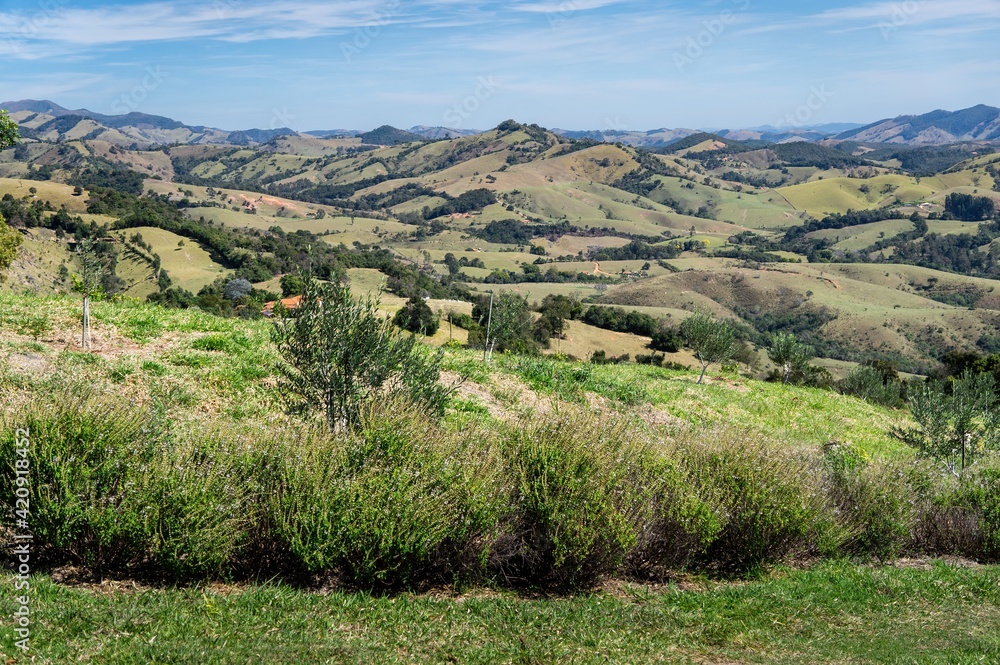 Fototapeta premium Beautiful landscape view saw from a lavender fields plantation with some Ocimum basilicum (Great basil herbs) nearby.