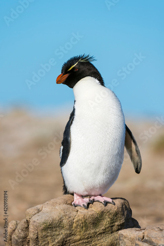 Rockhopper penguin (Eudyptes chrysocome) standing on rock, Falkland Islands