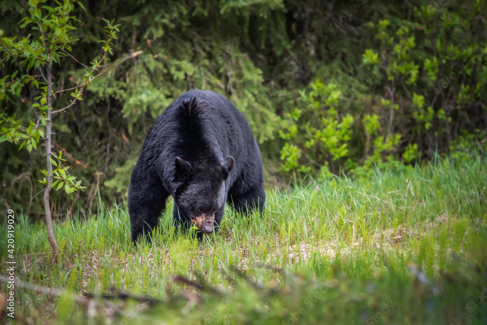 A large black bear in Jasper National Park grazes on the grasses during the early Summer. A large black bear in Jasper National Park grazes on the grasses during the early Summer.
