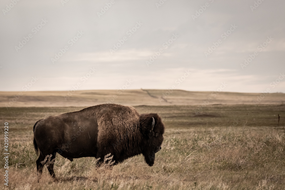 Bison Stands Below Amber Hillside