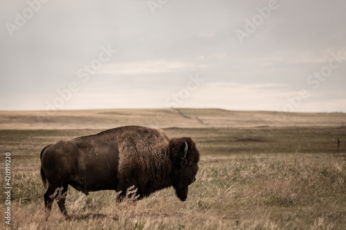 Bison Stands Below Amber Hillside