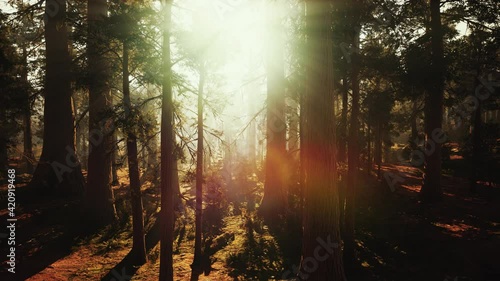 Loop Giant Sequoia Trees at summertime in Sequoia National Park, California