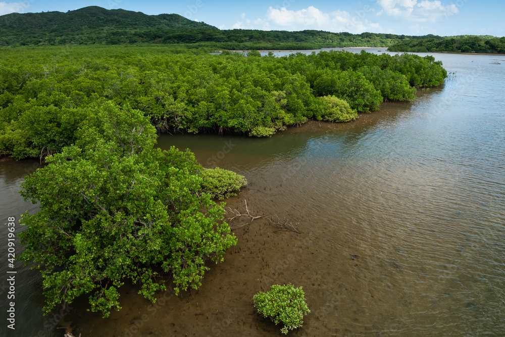 Mangrove forest illuminated by soft light and transparent waters in the Goyoshi River. Iriomote Island.