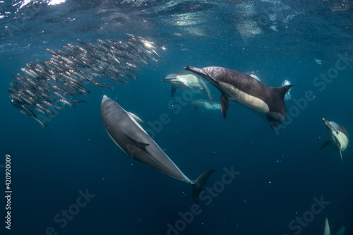 Sardine baitballs being hit by multiple predators © Image Source