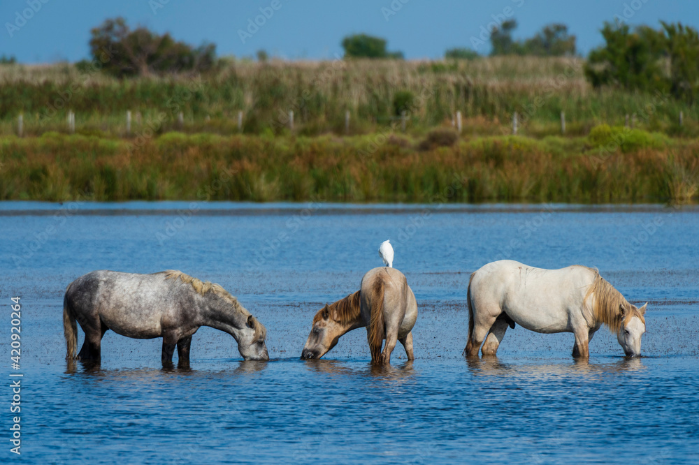 Camargue wild horses in water, Camargue, France Camargue wild horses in water, Camargue, France