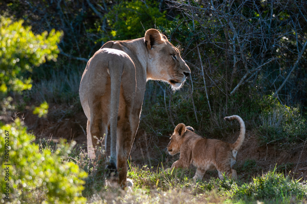 Lion (Panthera Leo) and cub, Kariega Game Reserve, South Africa Lion (Panthera Leo) and cub, Kariega Game Reserve, South Africa