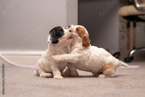 Cavapoo puppies play fighting