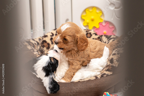Cavapoo Puppies playing 