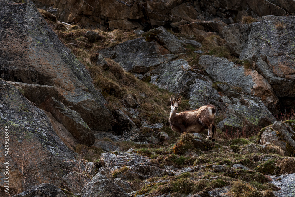Alpine Chamois (Rupicapra rupicapra), Gran Paradiso National Park, Aosta Valley, Italy Alpine Chamois (Rupicapra rupicapra), Gran Paradiso National Park, Aosta Valley, Italy