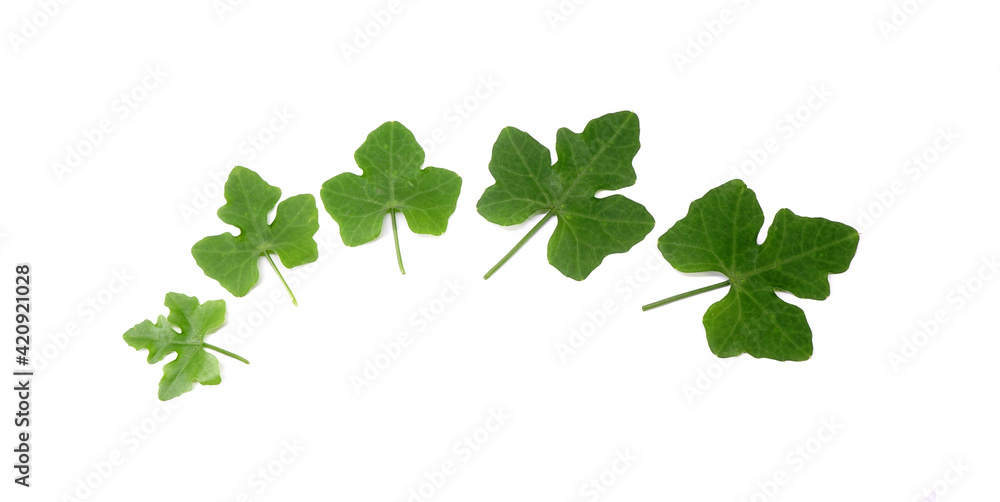 Ivy gourd leaves isolated on white background. Toxic wild ivy gourd leaf Ivy gourd leaves isolated on white background. Toxic wild ivy gourd leaf