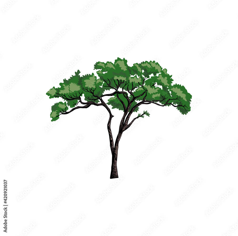 Acacia tree vector illustration hand drawn image Acacia tree vector illustration hand drawn image