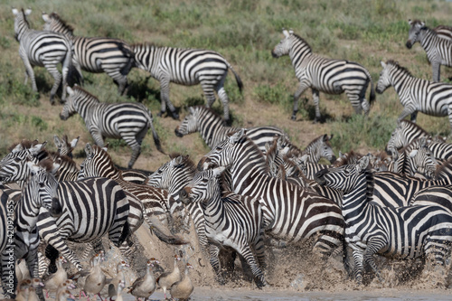 Zeal of plains zebras (Equus quagga), Ndutu, Ngorongoro Conservation Area, Serengeti, Tanzania