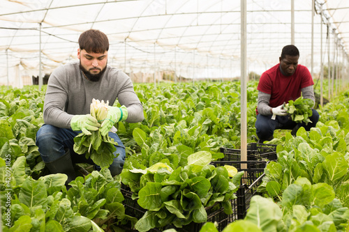 Harvesting mangold in a greenhouse - cleaning and storage. High quality photo