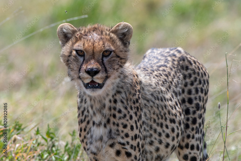 Cheetah cub (Acynonix jubatus), Seronera, Serengeti National Park, Tanzania Cheetah cub (Acynonix jubatus), Seronera, Serengeti National Park, Tanzania