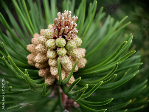 close up of cones
