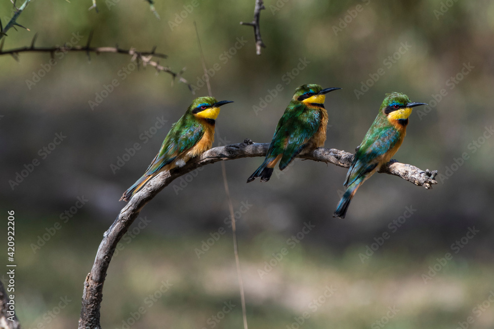 Three little bee-eaters (Merops pusillus) sitting on branch, Ndutu, Ngorongoro Conservation Area, Serengeti, Tanzania Three little bee-eaters (Merops pusillus) sitting on branch, Ndutu, Ngorongoro Conservation Area, Serengeti, Tanzania
