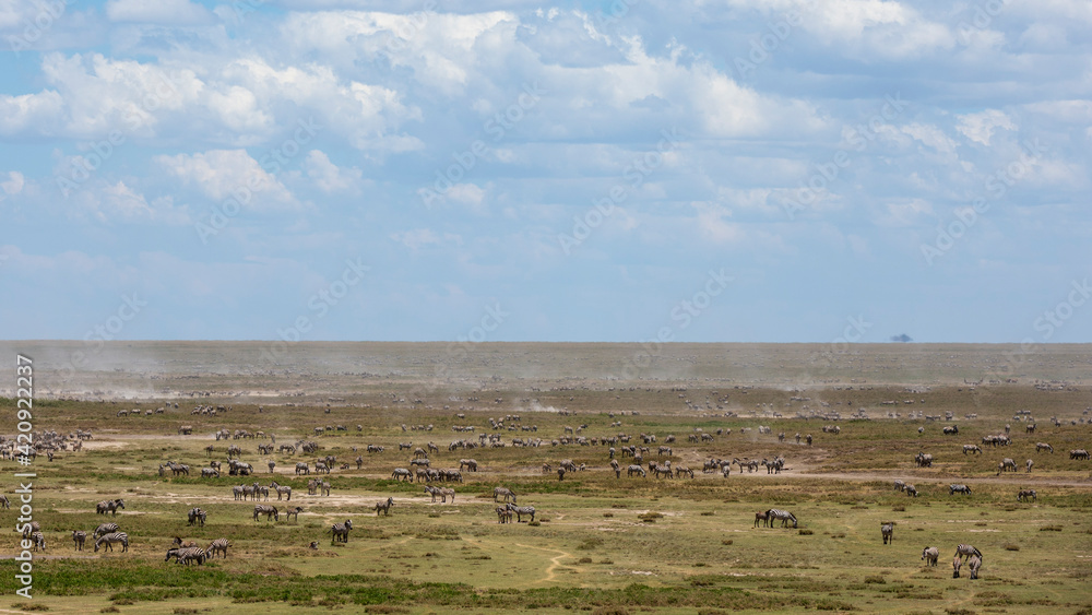 Zeal of plains zebras (Equus quagga), Ndutu, Ngorongoro Conservation Area, Serengeti, Tanzania Zeal of plains zebras (Equus quagga), Ndutu, Ngorongoro Conservation Area, Serengeti, Tanzania