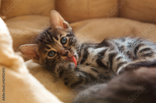 Closee-up Bengal charcoal kitten laying on the pillow and licking the paw