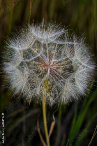 dandelion head