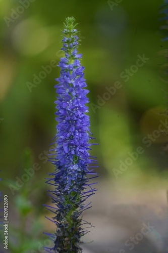 flowers in the forest