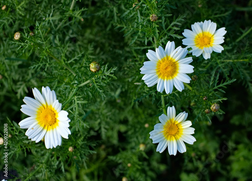 Spring flowers of chamomile  Matricaria chamomilla  in the field.