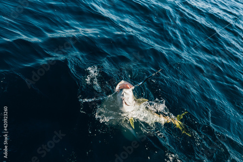 High angle close up of caught yellowtail being pulled out of water.