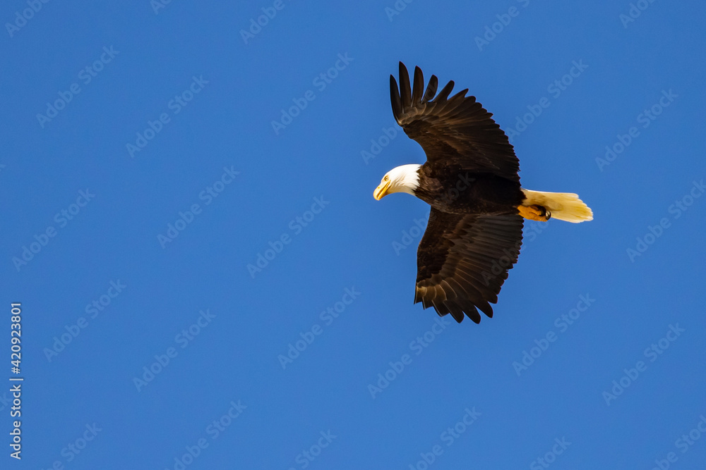 Bald Eagle Flies in a Blue Sky Searching for His Next Meal