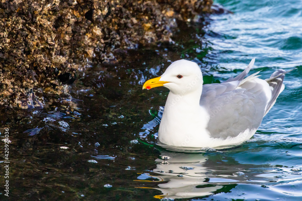 Gull Examines Pier Piling for Tidbits