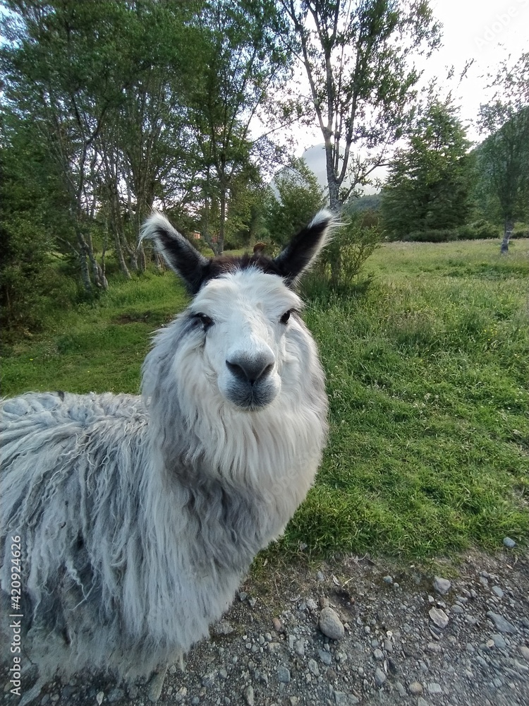 Obraz premium Alpaca en la naturaleza, Puerto Aysén, Chile 
