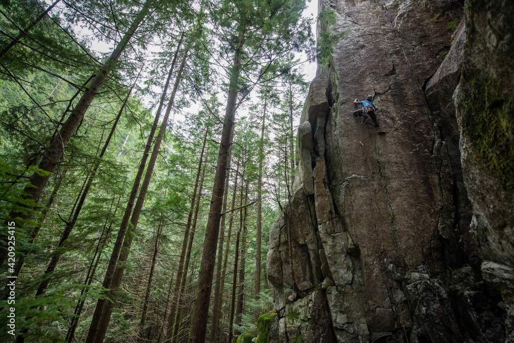 A trad climber in helmet with limited equipment, climbing up a sheer cliff face in pine trees. A trad climber in helmet with limited equipment, climbing up a sheer cliff face in pine trees.