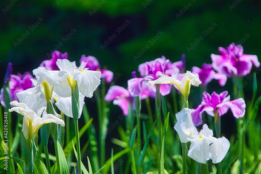 公園の庭園の花菖蒲のクローズアップ写真