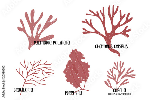 Set of edible seaweeds. Red algae or Rhodophyta. Porphyra, Gracilaria, Palmaria palmata, Chondrus crispus, Callophyllis variegata, Carola. Sea vegetables. Vector flat illustration, isolated on white