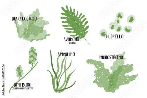 Set of edible seaweeds. Green algae. Sea vegetables. Umi budo, Caulerpa lentillifera, Chlorella, Wakame, Undaria, Monostroma, Ulva lactuca, Spirulina. Vector flat illustration, isolated on white