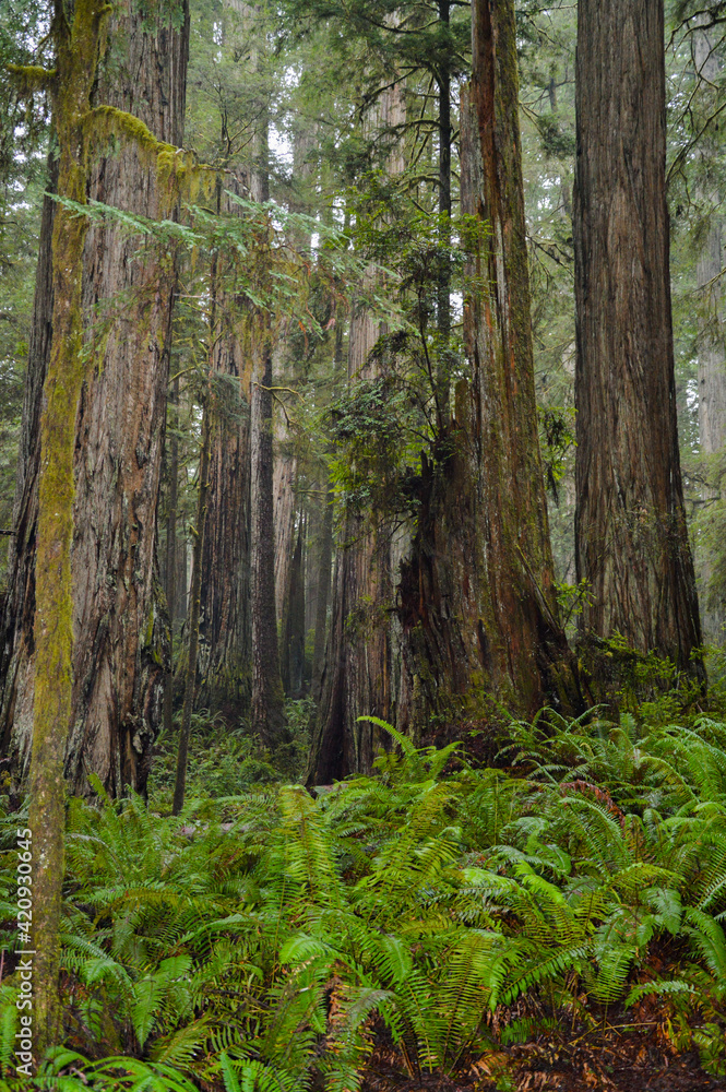 Obraz premium A walk through the mighty Redwood Forest