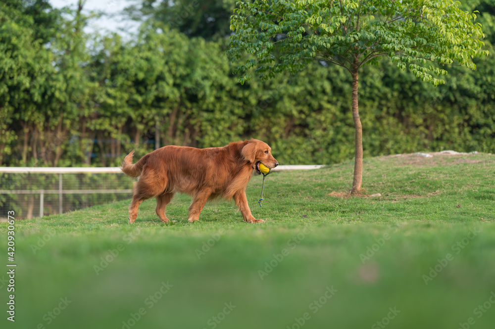 Golden Retriever running and playing on the grass in the park Golden Retriever running and playing on the grass in the park