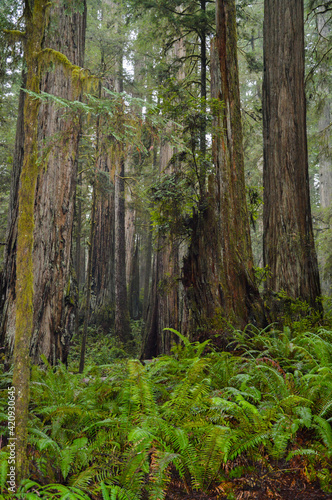 A walk through the mighty Redwood Forest © clay