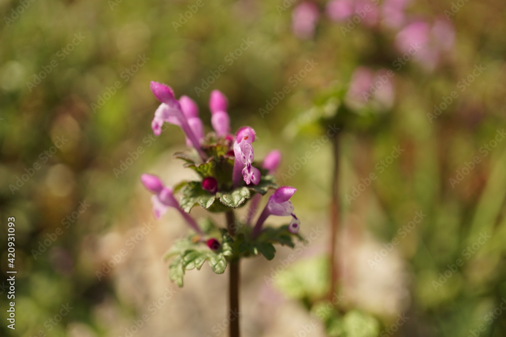 ホトケノザ 春の花 野草 マクロ ホトケノザ 春の花 野草 マクロ