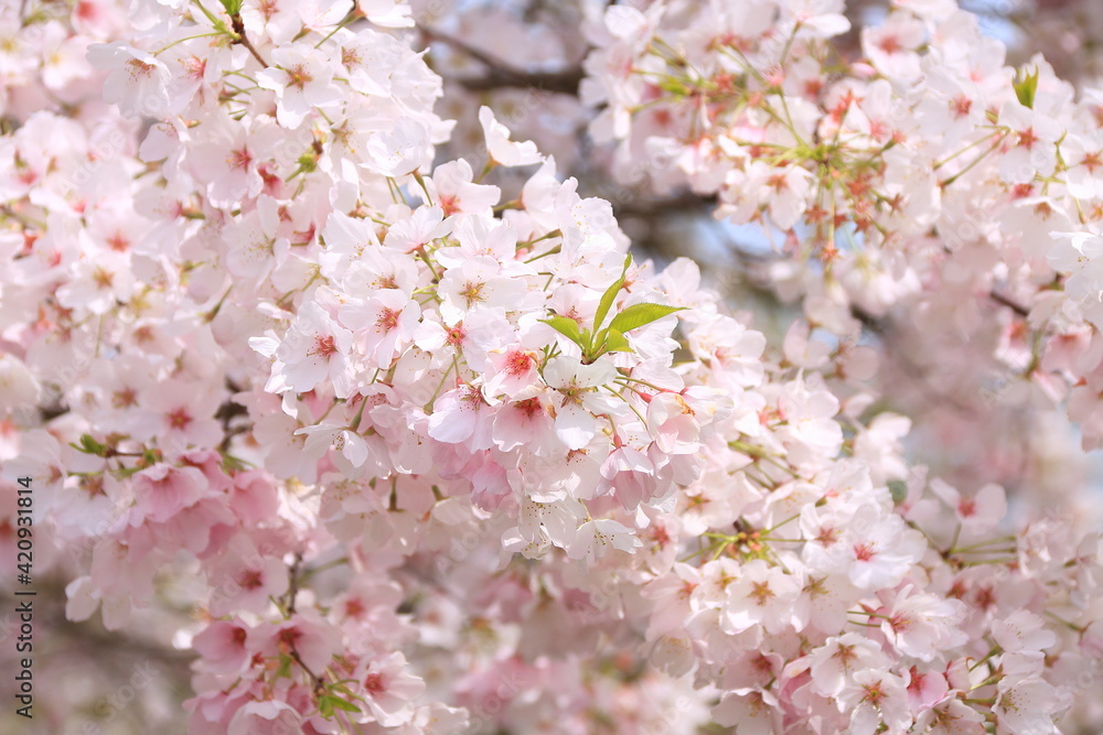 満開の桜