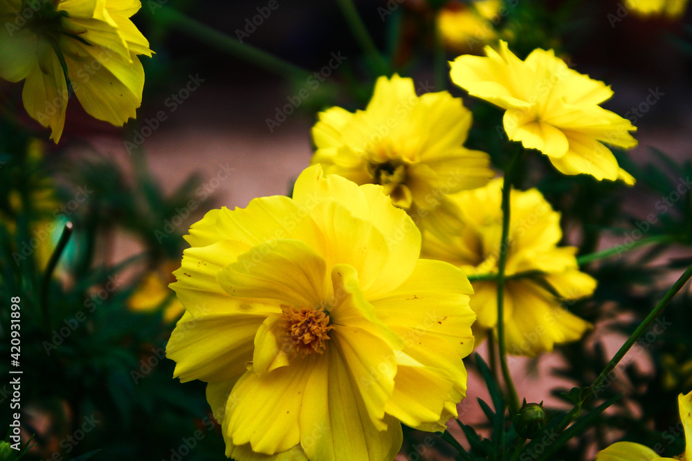 Fototapeta premium yellow flowers