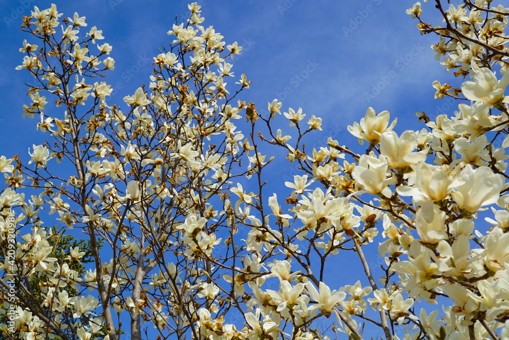 コブシ 春の花 白 青空 コブシ 春の花 白 青空