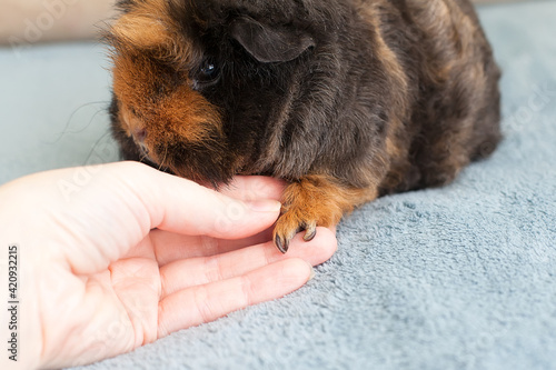 Long un trimmed guinea pig claws on front paw. Maintaining and caring for guinea pigs at home.
