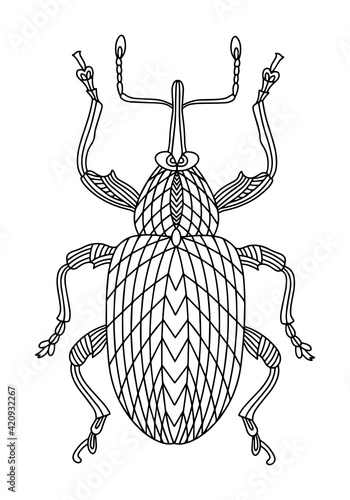 Beetle weevil coloring book. Walnut beetle linear vector illustration. Anti-stress coloring book for adults and children. A hand-drawn coloring book for doodles