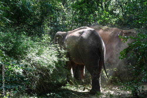 moment of elephant in the jungle