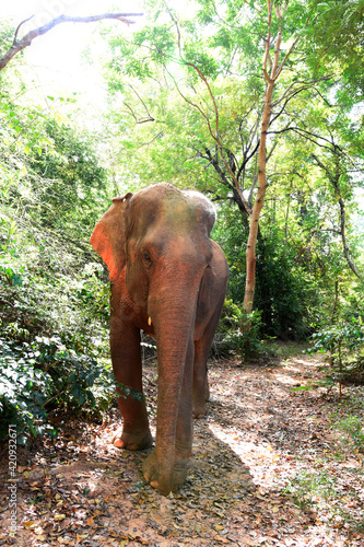 moment of elephant in the jungle