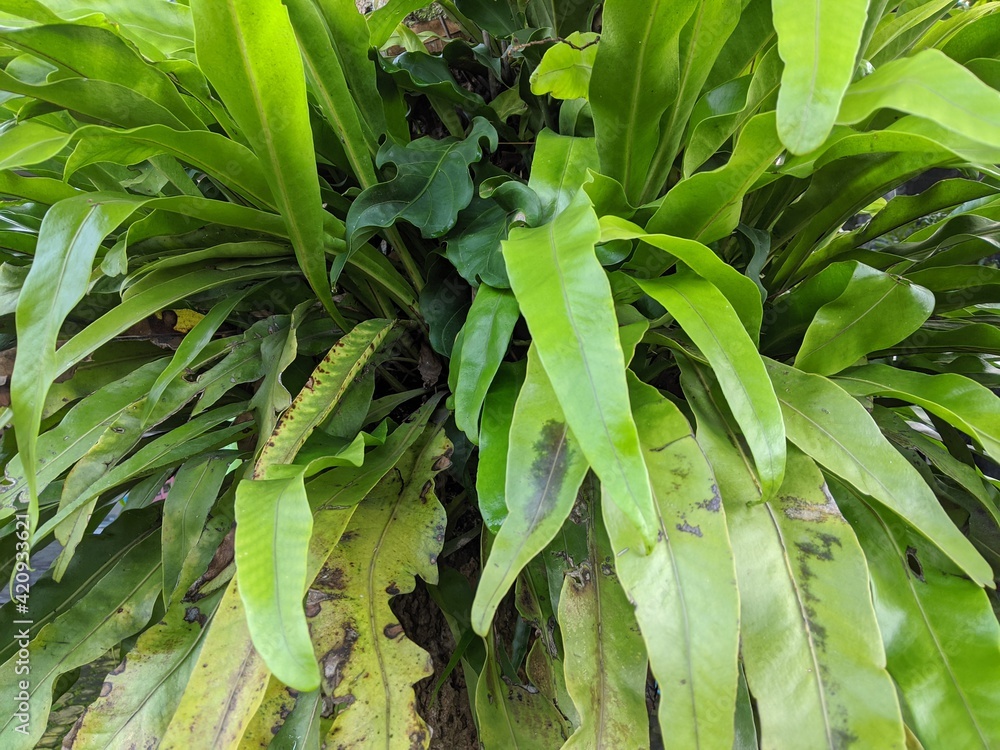 Asplenium nidus or bird's nest fern plant, kadaka green leaves Asplenium nidus or bird's nest fern plant, kadaka green leaves