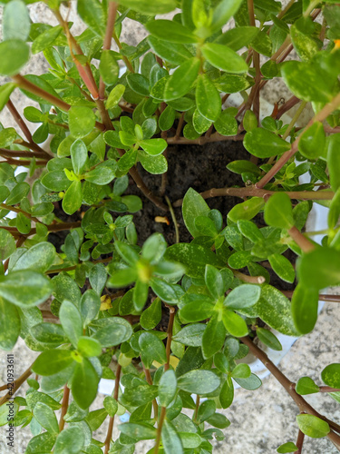 Wallpaper Mural Krokot or portulaca leaves texture, top view shot Torontodigital.ca